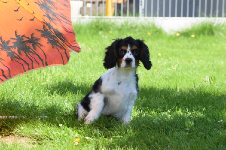 Cavalier King Charles Spaniel (reu) 00539