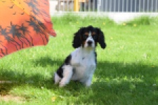 Cavalier King Charles Spaniel (reu) 00539