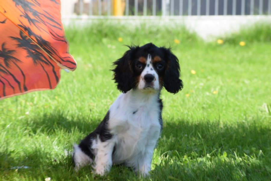 Cavalier King Charles Spaniel (reu) 00539