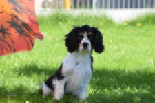 Cavalier King Charles Spaniel (reu) 00539