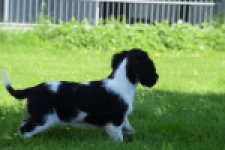 Cavalier King Charles Spaniel (reu) 00539