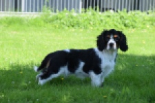 Cavalier King Charles Spaniel (reu) 00539