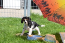 Cavalier King Charles Spaniel (reu) 00539