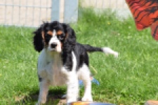 Cavalier King Charles Spaniel (reu) 00539