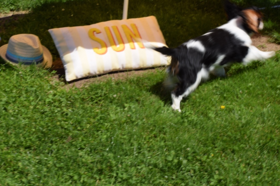 Cavalier King Charles Spaniel (reu) 00539