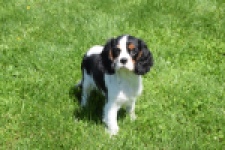 Cavalier King Charles Spaniel (reu) 00540