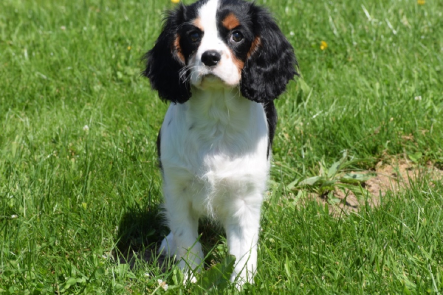 Cavalier King Charles Spaniel (reu) 00540