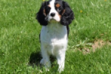 Cavalier King Charles Spaniel (reu) 00540