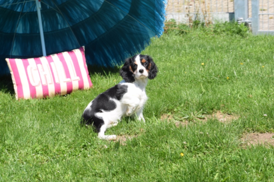 Cavalier King Charles Spaniel (reu) 00540