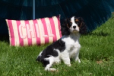 Cavalier King Charles Spaniel (reu) 00540