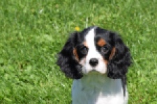 Cavalier King Charles Spaniel (reu) 00540