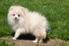Spitz allemand (reu) 07372
