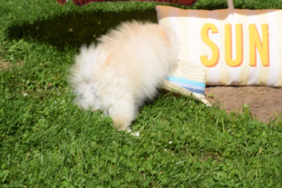 Spitz allemand (reu) 07372