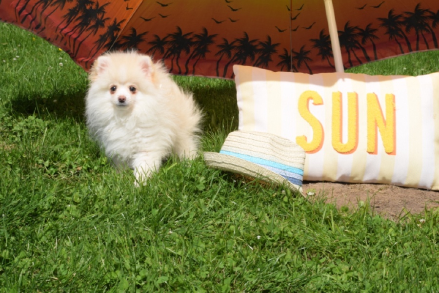 Spitz allemand (reu) 07372
