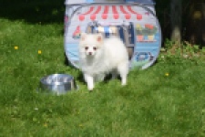 Spitz allemand (teef) 07377