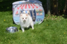 Spitz allemand (teef) 07377