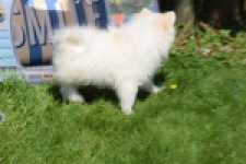 Spitz allemand (teef) 07377
