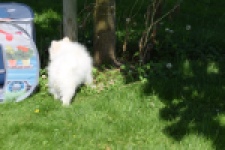 Spitz allemand (teef) 07377