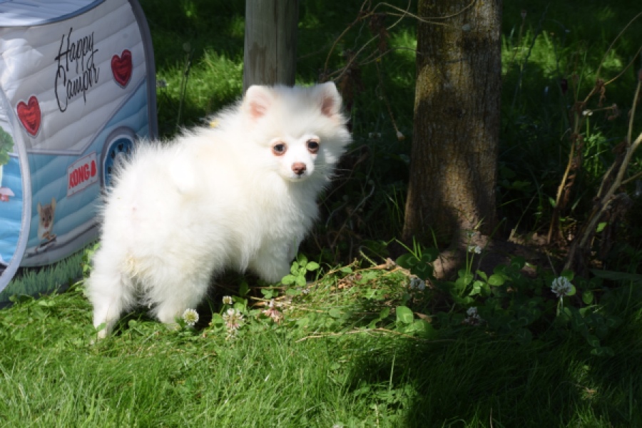 Spitz allemand (teef) 07377