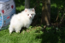 Spitz allemand (teef) 07377