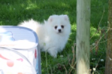 Spitz allemand (teef) 07369
