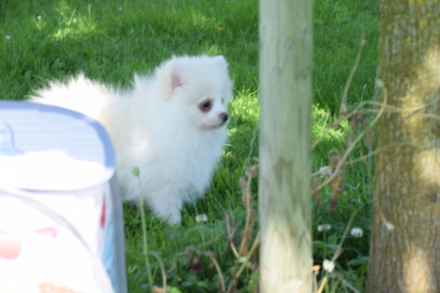 Spitz allemand (teef) 07369