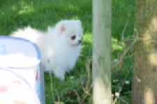 Spitz allemand (teef) 07369