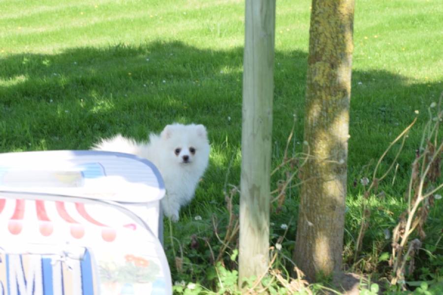 Spitz allemand (teef) 07369
