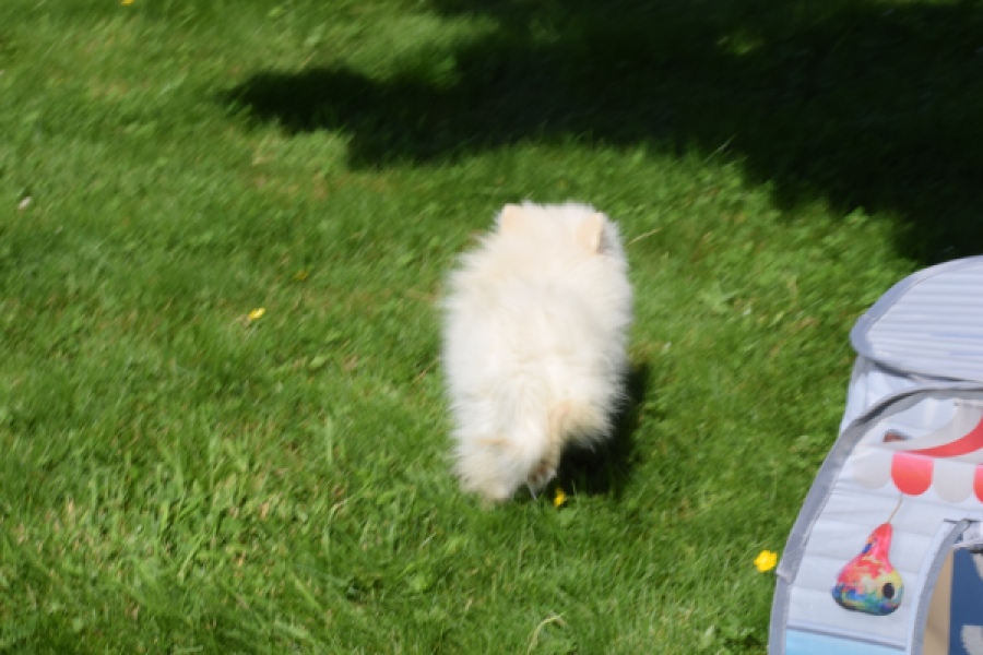Spitz allemand (teef) 07369