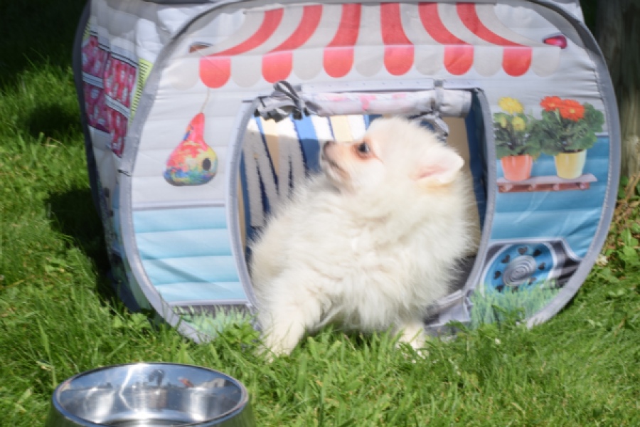 Spitz allemand (teef) 07369