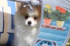 Spitz allemand (teef) 07376