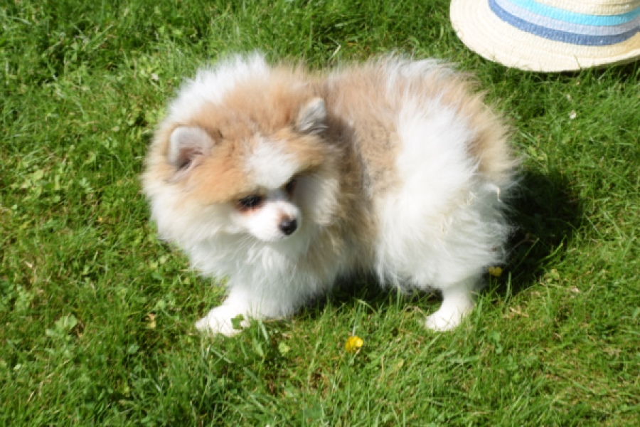 Spitz allemand (teef) 07376