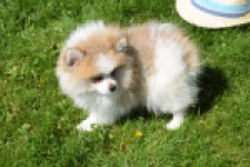 Spitz allemand (teef) 07376