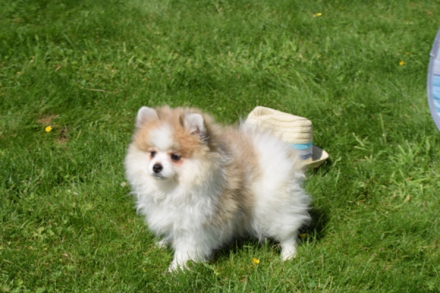 Spitz allemand (teef) 07376