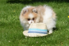 Spitz allemand (teef) 07376