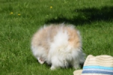 Spitz allemand (teef) 07376