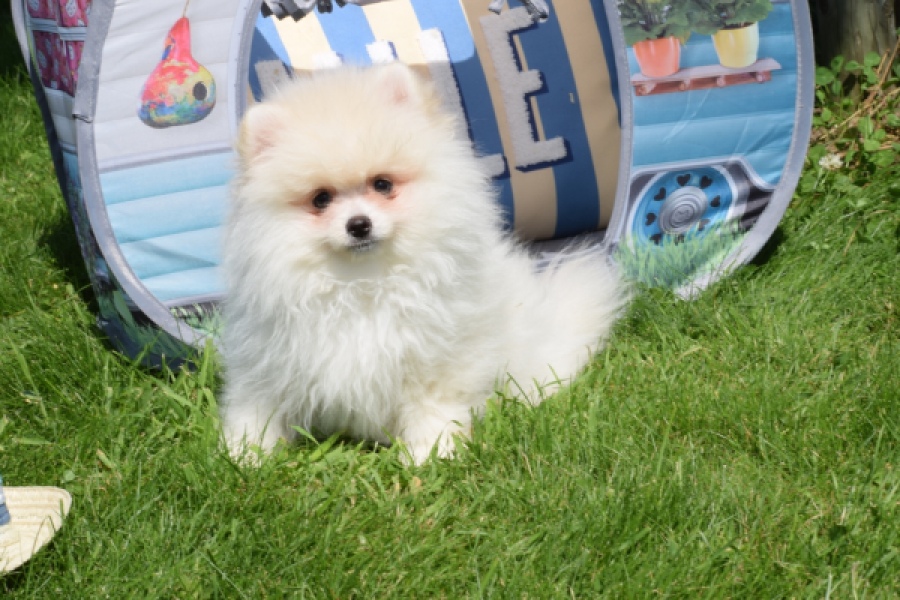 Spitz allemand (reu) 07368