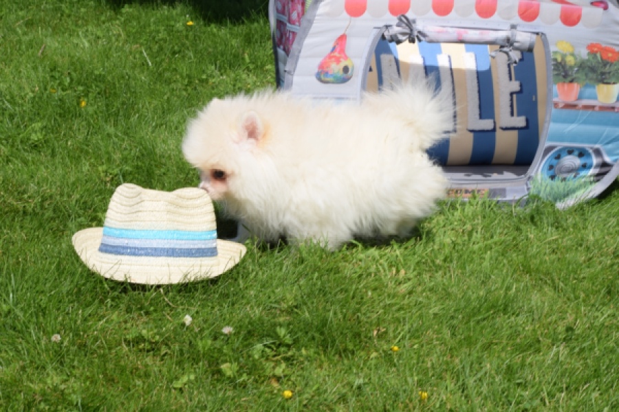 Spitz allemand (reu) 07368
