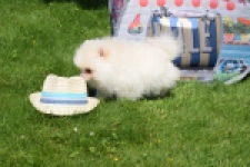Spitz allemand (reu) 07368