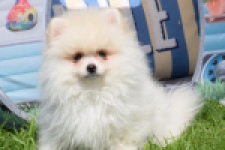 Spitz allemand (reu) 07368