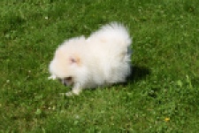 Spitz allemand (reu) 07368