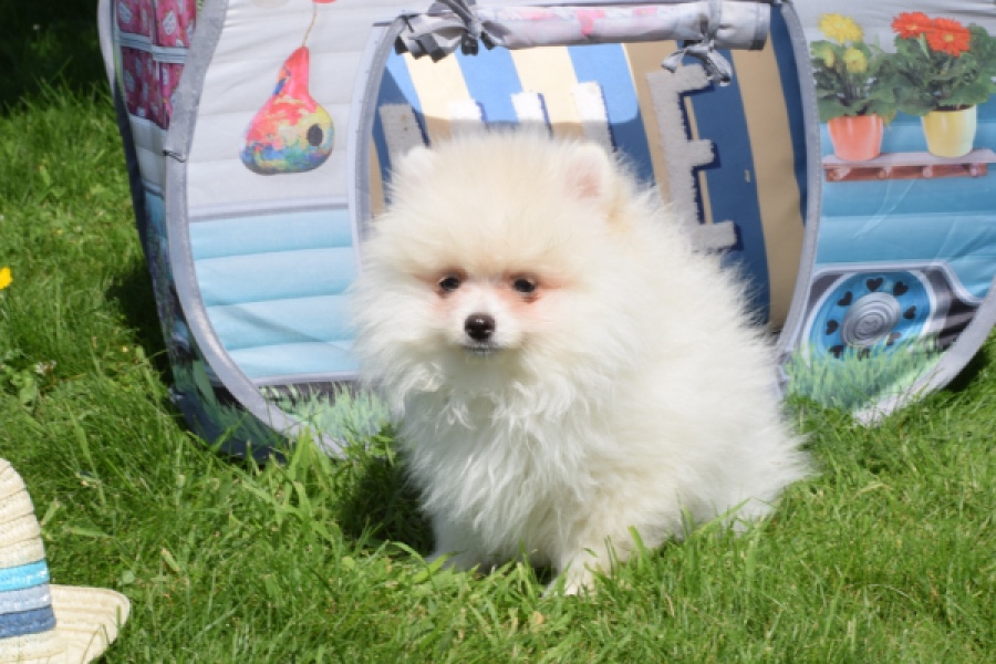 Spitz allemand (reu) 07368