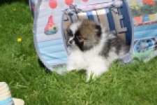 Spitz allemand (reu) 07373