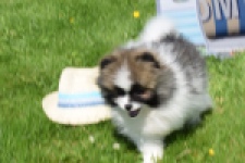 Spitz allemand (reu) 07373