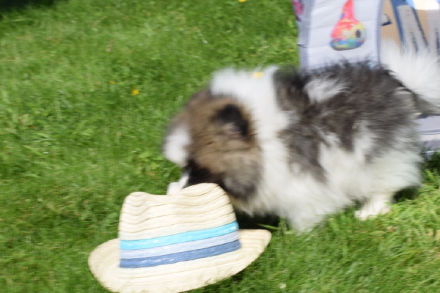 Spitz allemand (reu) 07373