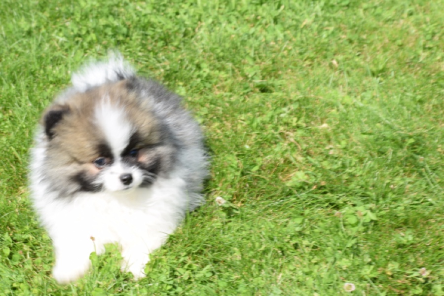 Spitz allemand (reu) 07373