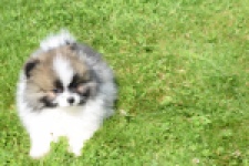 Spitz allemand (reu) 07373