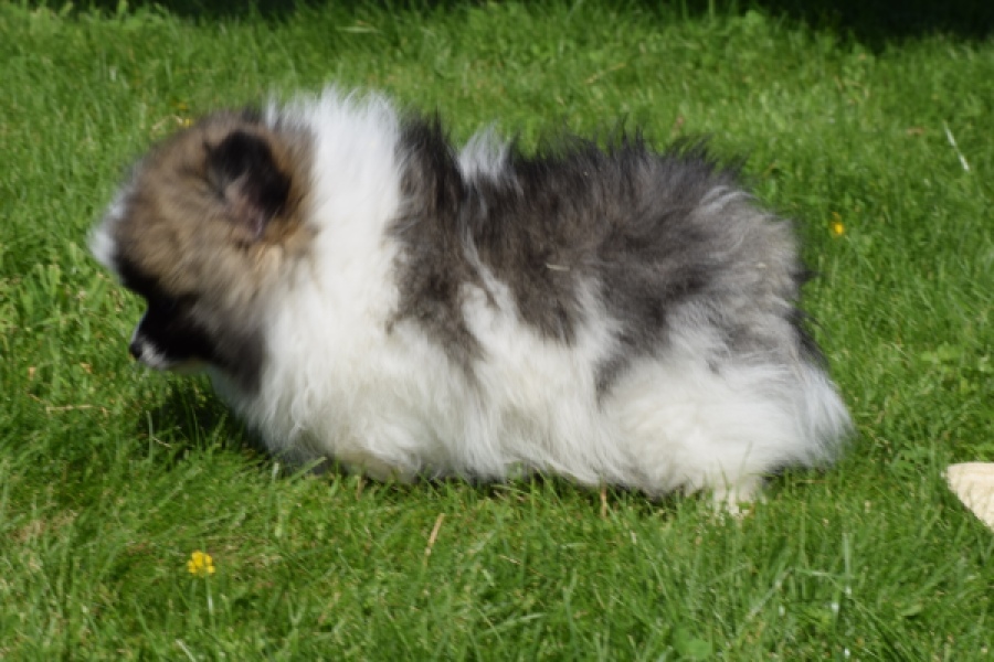 Spitz allemand (reu) 07373