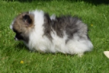 Spitz allemand (reu) 07373
