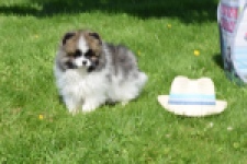 Spitz allemand (reu) 07373